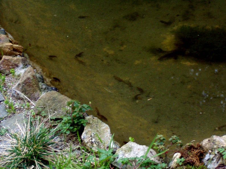 Il Laghetto del Centro di Entomologia - Piombino (LI)